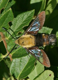 Snowberry Clearwing Snowberry Clearwing